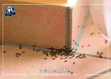 أفضل شركة مكافحة النمل بجدة والقضاء عليه نهائياً باقوي المبيدات الحشرية