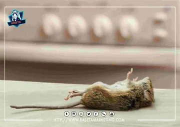 شركة مكافحة الفئران بجدة وابادتها نهائياً واتباع احدث اساليب التحصين لضمان عدم عودتها.